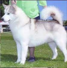 Feel free to browse around and learn about our favorite breed of dog, the alaskan malamute! Silver And White Alaskan Malamute Dog Alaskan Dog Malamute Dog Malamute Puppies