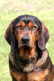 Image result for alpský brakýř jezevčíkovitý