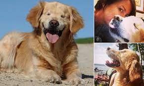 Golden Retriever Called Smiley Who Was Born Without Eyes Therapy Dogs Golden Retriever Blind Dog