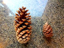 Kids of all ages will enjoy using acorns, pine cones, twigs, bark, and seeds to create unique pine cone owls. Hanging Pine Cone Decoration Diy Inspired