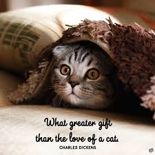 Yearning for love made her feel like a cat that was always twining around ankles, meowing pet me, pet me, look at me, love me. Love Quotes For My Kitten Adorable Meow