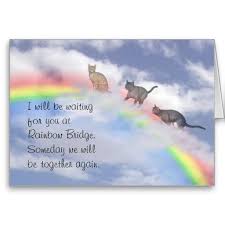 The pet runs and plays all day with the others; Cats Climbing Up Rainbow Bridge Card Zazzle Co Uk Rainbow Bridge Rainbow Bridge Cat Pet Grief