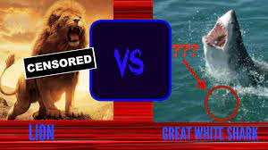 How to watch sharks vs lions when: Great White Shark Vs Lion Youtube