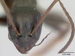 Image result for Formica fusca