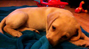 Don't get frightened even if your puppy hiccups a lot since it is a normal occurrence. Dog Hiccups Why Do They Happen And How To Get Rid Of Them