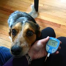 Maybe you would like to learn more about one of these? How To Medical Alert Scent Training Kelsie Iris Service Dog
