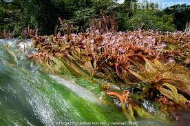 Image result for Podostemaceae