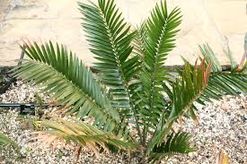 Image result for Encephalartos senticosus