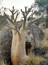 Image result for Meiostemon tetrandrus