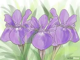 Parts of plant are poisonous if ingested. How To Grow Iris 15 Steps With Pictures Wikihow