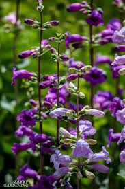 Check spelling or type a new query. Purple Perennial Flowers 24 Brilliant Choices For Gardens