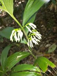 Image result for Corymborkis