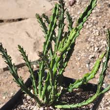 Image result for Euphorbia schinzii