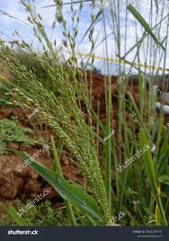 Image result for Panicum maximum