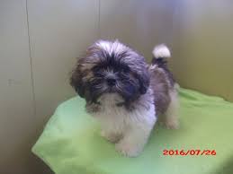 They can compete in agility, confirmation and obedience, often make wonderful therapy dogs, make the perfect companion or lap dog, very friendly and get along well with other dogs as well as small children.they. Shih Tzu Puppy For Sale In Paterson Nj Adn 23480 On Puppyfinder Com Gender Male Age 8 Months Old Shih Tzu Puppy Puppies For Sale Puppies