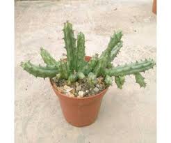 Image result for Huernia procumbens