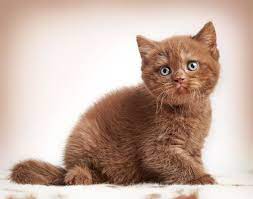 The british shorthair does come in many other colors: 12 Most Popular British Shorthair Colors From Cinnamon To Lilac I Discerning Cat