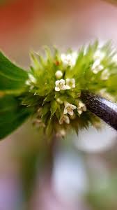 Image result for Mitracarpus