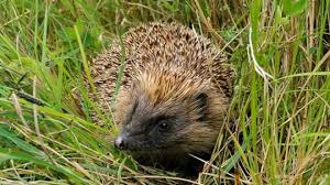 Q do ants cause damage to plants?. What Do Hedgehogs Eat And How To Feed Them Woodland Trust