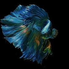 Beberapa diantara nama ikan laga seperti betta. Wow 20 Gambar Wallpaper Ikan Cupang Gani Gambar