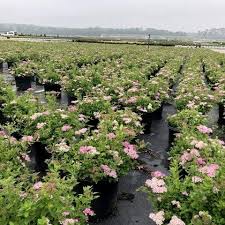 Image result for Spiraea japonica ´Little Princess