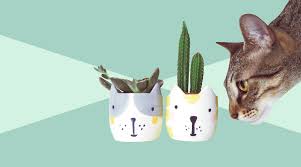 Here is an exclusive list of 19 low light indoor plants safe for cats and dogs! 10 Houseplants That Are Safe For Cats And Dogs Real Simple