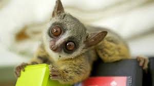 We'll help you to work out whether it's worth. Murray Anne Solio S Bushbaby The Safari Collection