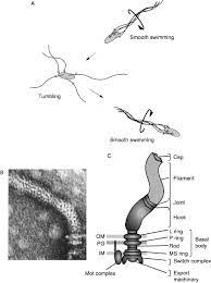 We did not find results for: Chapter 2 Flagellar Motility In Bacteria Structure And Function Of Flagellar Motor Sciencedirect