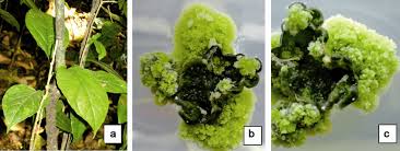 Image result for Mostuea brunonis