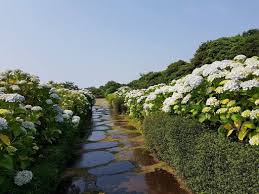 Camellia Hills At Jeju Island South Korea Jeju Island Jeju Island South Korea Island