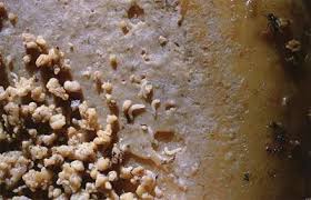 Un Fromage Aux Vers Ca Vous Dit A Voir