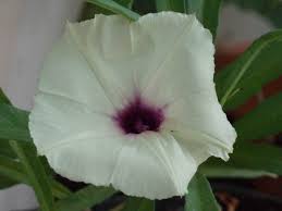 Image result for Ipomoea lapathifolia