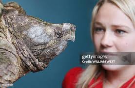 108 Liz Sharp Stock Photos, High-Res Pictures, and Images