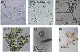 We did not find results for: Environmental Microbiology