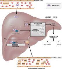 Unusually high shbg levels can be. Resveratrol Increases Hepatic Shbg Expression Through Human Constitutive Androstane Receptor A New Contribution To The French Paradox Scientific Reports