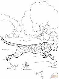 cheetah coloring page animal pages zoo art de styles coloration