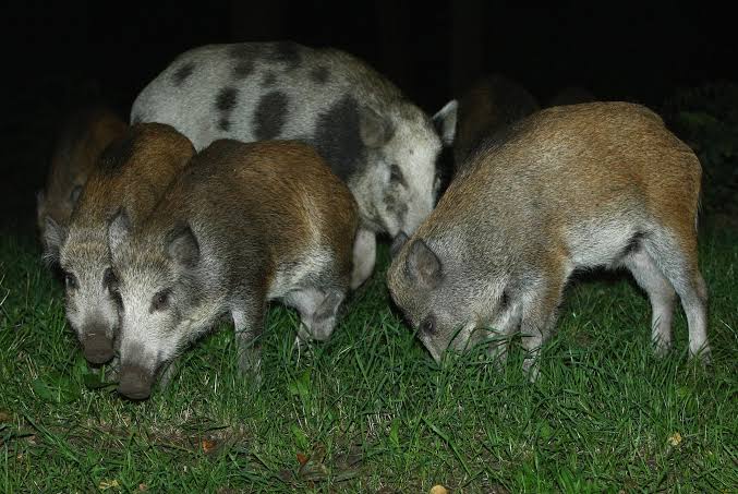 Louisiana Officials Catch 2 Men Releasing Feral Hogs Into the Wild