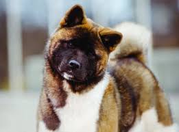 We did not find results for: Akita Dog Breed Profile Petfinder