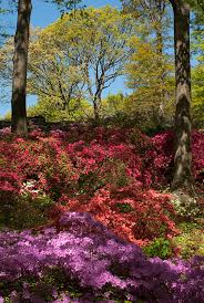 Its glossy, dark green foliage deepens to a saturated purple bronze. Top Tips For Designing With Azaleas In The Home Garden Plant Talk