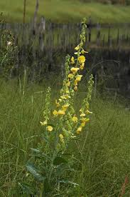 Image result for Crotalaria reptans