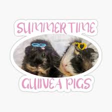 Check spelling or type a new query. Guinea Pig Sunglasses Gifts Merchandise Redbubble