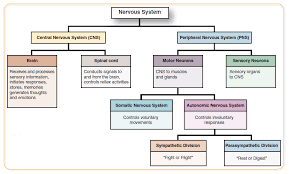 What Is The Function Of The Sensory Division Of The