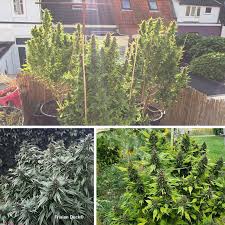 Nanu, wächst hier etwa hanf im garten? Top 5 Cannabis Sorten Fur Kaltere Klimazonen Dutch Passion