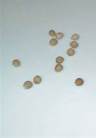 Image result for Euphorbia fanshawei