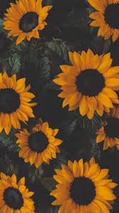 See more ideas about backgrounds sunflowers and background images. Vsco Tapeten Flowers Tapeten Flower Iphone Wallpaper Sunflower Wallpaper Sunflower Iphone Wallpaper