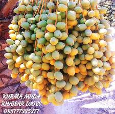 Hasil gambar untuk kurma muda di karawang