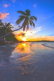 Hawaiian quotes proverbs sayings from the wise famous. Summer Sun Sunrise Sunset Trees Tumblr Usa Wallpaper Attalea Speciosa 610x915 Download Hd Wallpaper Wallpapertip