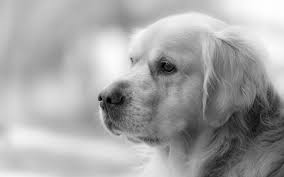 Check spelling or type a new query. Fondos De Pantalla Perro Golden Retriever Retriever Cabeza Animalia Descargar Imagenes