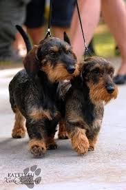 Jamais Sans Mon Frere Chien Teckel Comme Chien Et Chat Chien