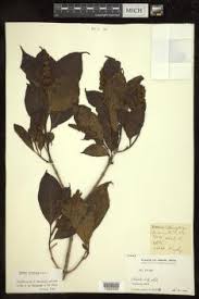 Image result for Premna hans-joachimii